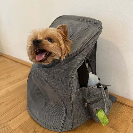 Chien dans un sac de transport gris avec une gourde dans la poche sur le cÎté
