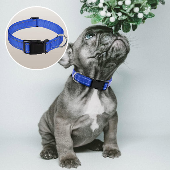 collier-chien-Bouldogue-francais