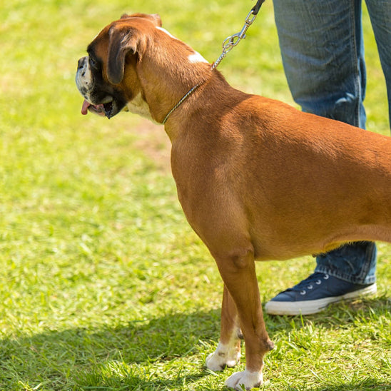 Chien tenu par son maĂźtre dans le parc
