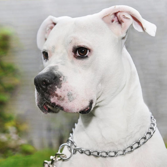 Beau chien blanc avec son collier en acier inoxydable