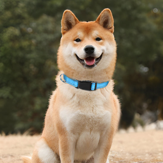 collier-chien-bleu-ciel