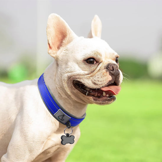 Chien au parc avec son collier bleu