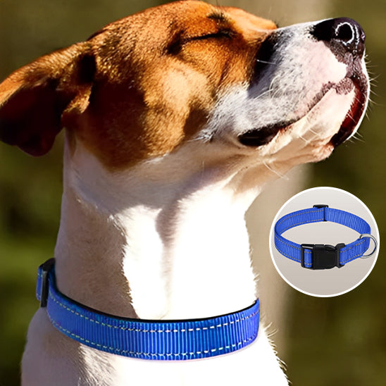 collier-chien-bleu