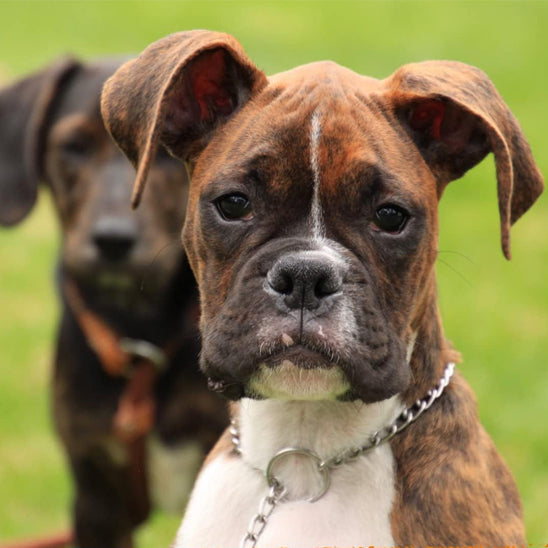Regard d'un chien avec son collier en acier inoxydable