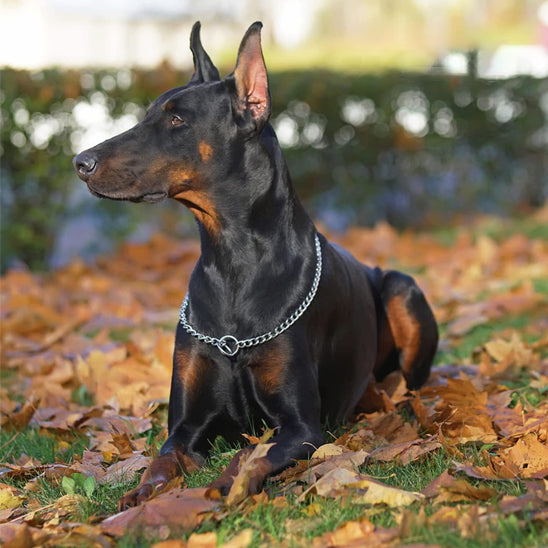 Doberman avec son collier en acier inoxydable assis sur le gazon