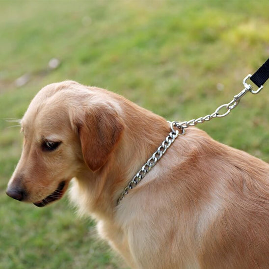 Golden retreiver avec son collier en acier inoxydable tenu par une laisse dans le jardin