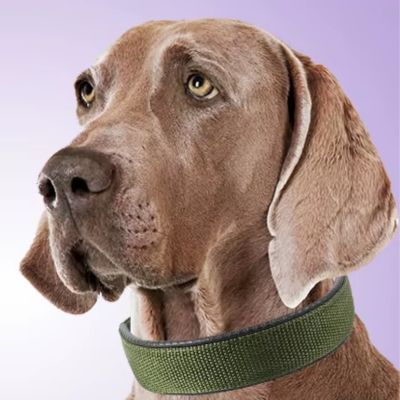 collier-chien-labrador-retriever