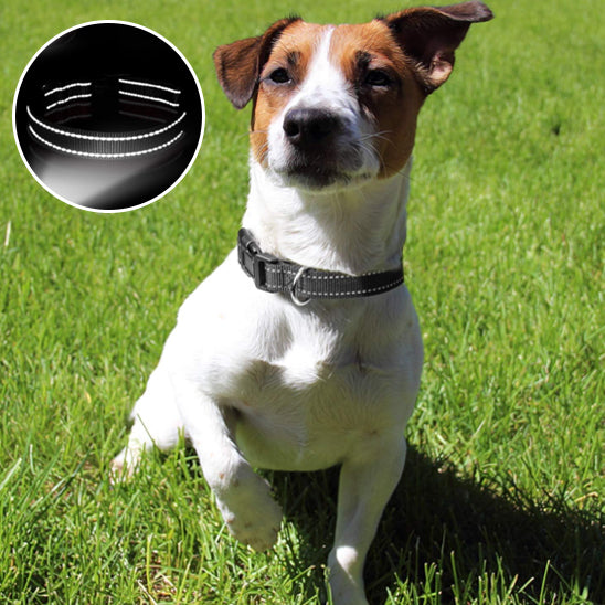 collier-chien-noir