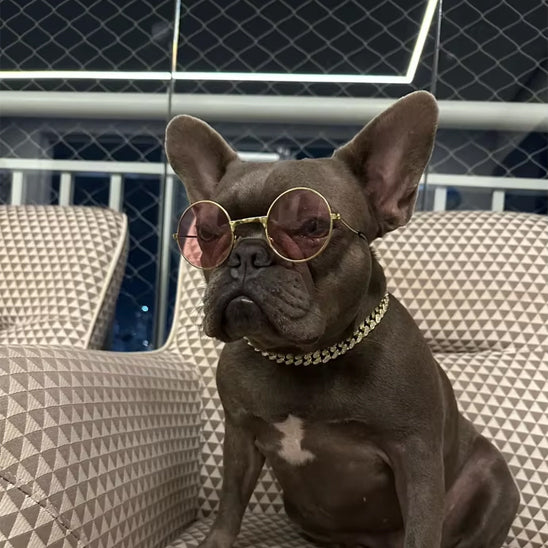 Bouldog avec lunette de soleil, collier en or assis sur un fauteuille