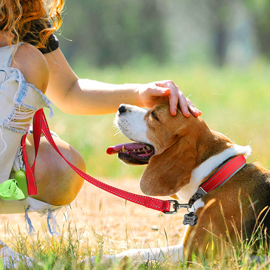 Chien heureux de passer des bon moments avec sa maîtresse au parc