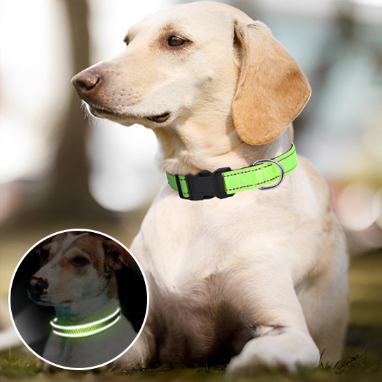 collier-chien-vert