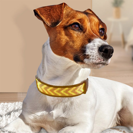 Collier lumineux pour chien - GlowMessage™