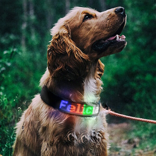 Collier lumineux pour chien - GlowMessage™
