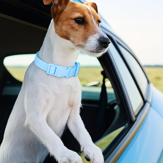 Chien admirant le paysage à Travers la fenêtre de la voiture