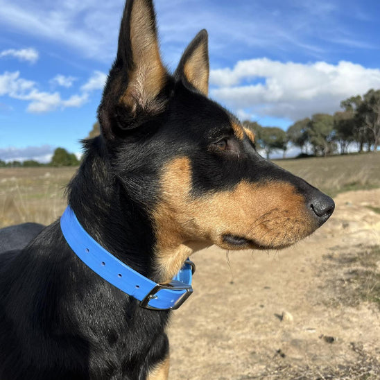 collier-pour-chien-bleu