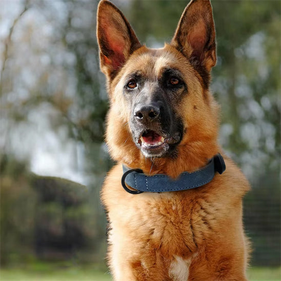 Berger allemand avec son collier bleu dans un parc