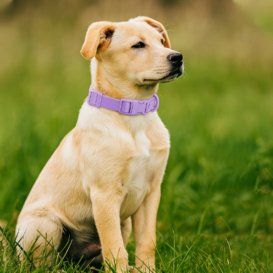 Chien avec son collier mauve, fièr et élégant dans un parc