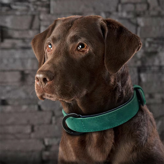 Labrador majestueux avec son collier vert