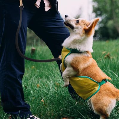 Double laisse pour chien - FlexiComplice™
