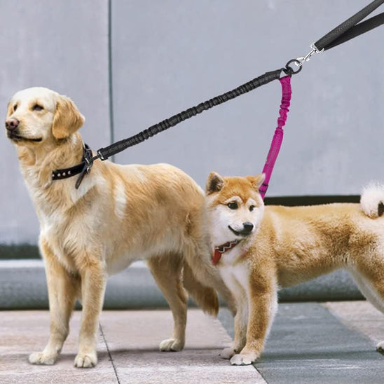 Deux chiens attachés à une double laisse rose