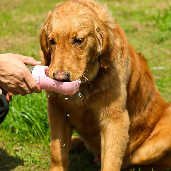 gourde-chien-rose