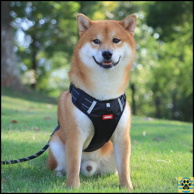 harnais-anti-traction-noir