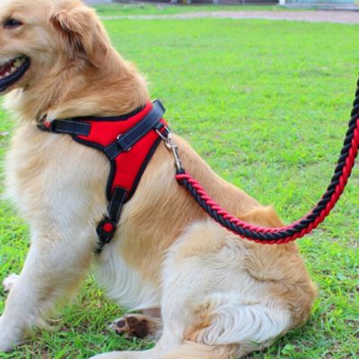 Chien assis avec un harnais anti-traction rouge accroché à une laisse tenu par son maître