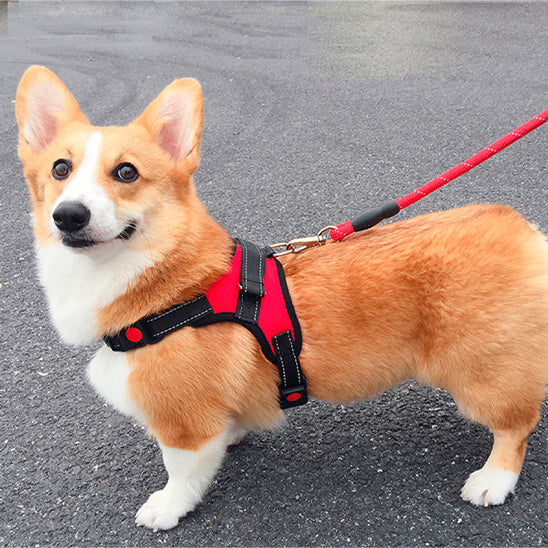 Chien avec un harnais anti-traction rouge