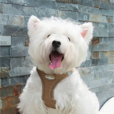 Harnais petit chien - ZenLaisse™