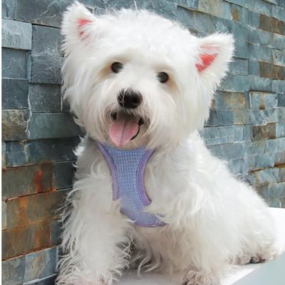 Harnais petit chien - ZenLaisse™