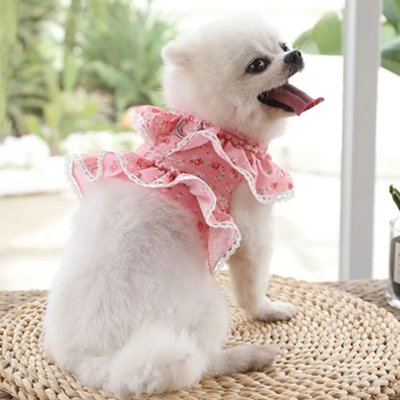 Harnais petit Chien rose assis sur une table