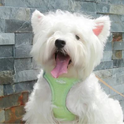 chien avec harnais anti-traction vert