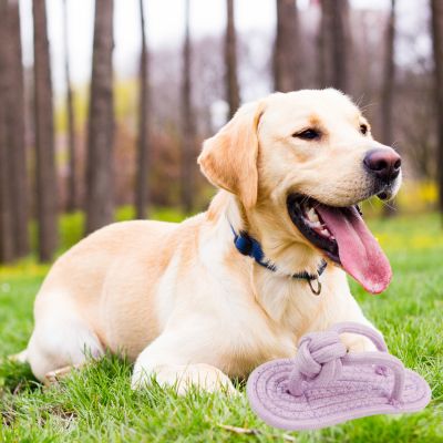 Golden retriever assis sur le gazon avec jouet pour chien violet