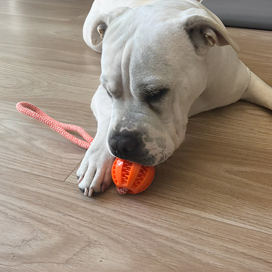 Chien s’amusant dans le salon avec une balle orange à corde, jouets pour chien conçus pour libérer le stress et l’ennui au quotidien