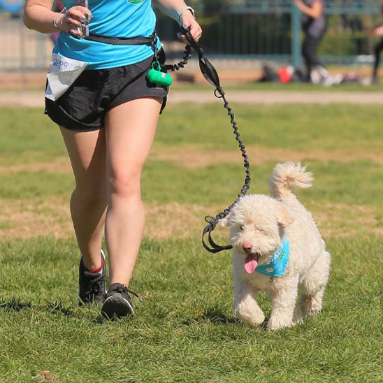 Laisse chien - mains libres rétractable