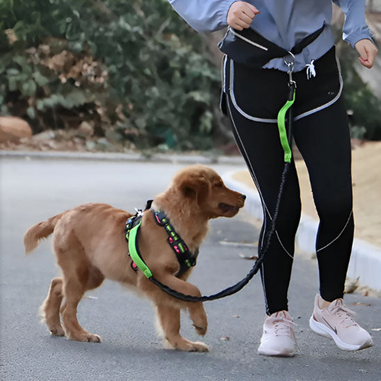 Laisse chien - mains libres rétractable