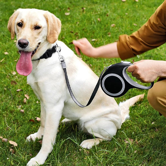 Homme au parc avec son chien assis sur le gazon laisse rétractable de couleur grise à la main