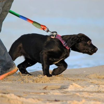 laisse-mains-libres-pour-chiens-à-la-plage