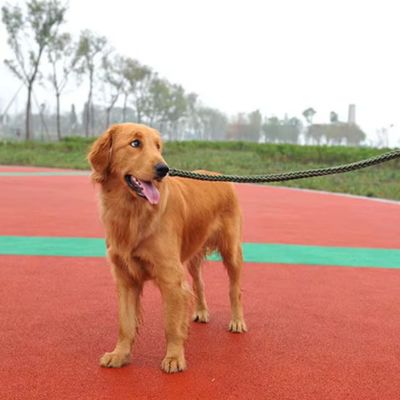 laisse-pour-chien-vert