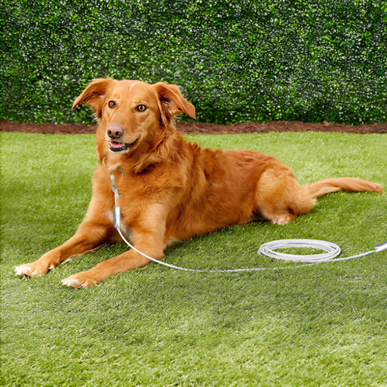 laisse-pour-chien-berger-australien