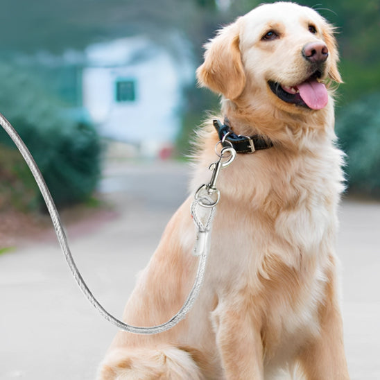 laisse-pour-chien-golden-retriever