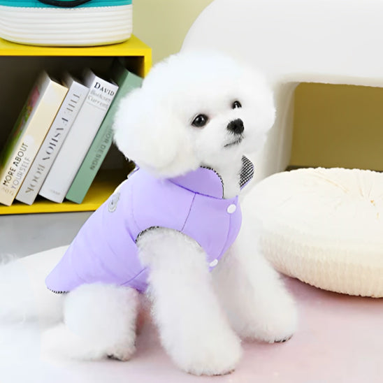 Chien vêtu d'un manteau imperméable mauve assis sur un fauteuil