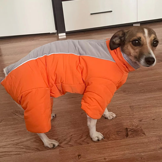 Chien vêtu de son manteau orange dans le salon