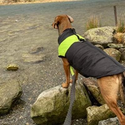 Chien vêtu de son manteau vert et noir prêt d'un lac