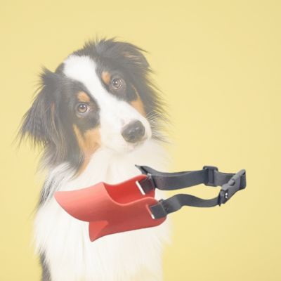 Chien avec muselière rose