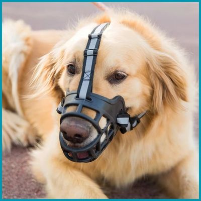 Chien avec muselière noir assis