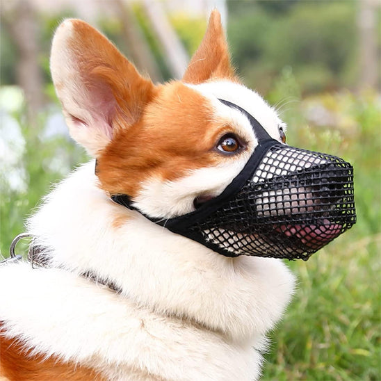Chien avec muselière noir dans les bois