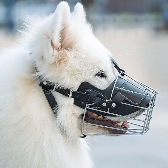 Chien blanc avec une muselière noir
