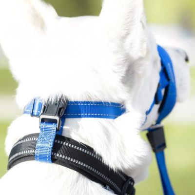 Chien avec une muselière bien ajustée à l'arrière de sa tête