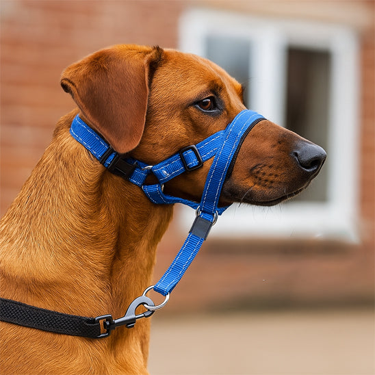 Beau chien avec une muselière 2 en 1 avec collier devant un mur en brique